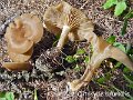Clitocybe brumalis-amf1946